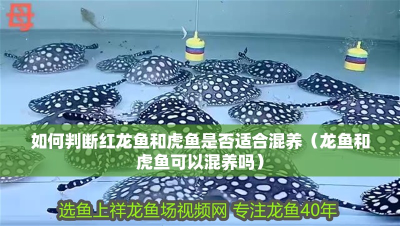 如何判斷紅龍魚和虎魚是否適合混養（龍魚和虎魚可以混養嗎）