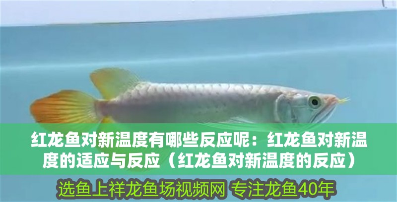 紅龍魚對新溫度有哪些反應呢：紅龍魚對新溫度的適應與反應（紅龍魚對新溫度的反應）