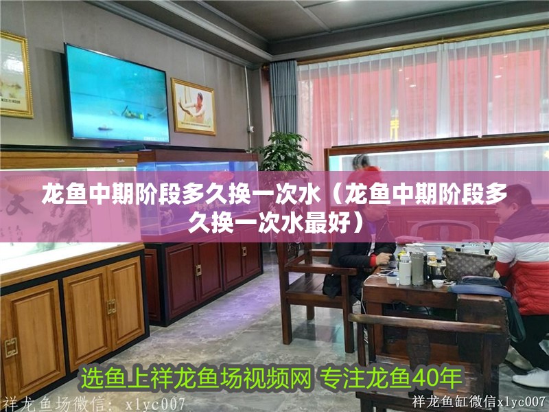 龍魚中期階段多久換一次水（龍魚中期階段多久換一次水最好）