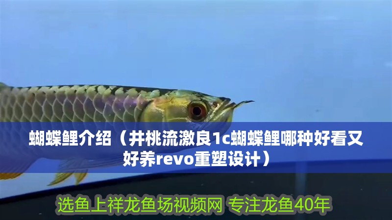 蝴蝶鯉介紹（井桃流激良1c蝴蝶鯉哪種好看又好養revo重塑設計）