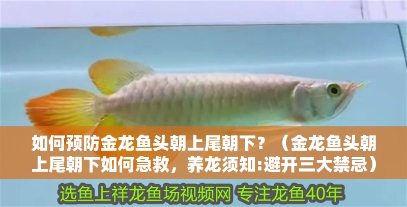 如何預防金龍魚頭朝上尾朝下？（金龍魚頭朝上尾朝下如何急救，養龍須知:避開三大禁忌）