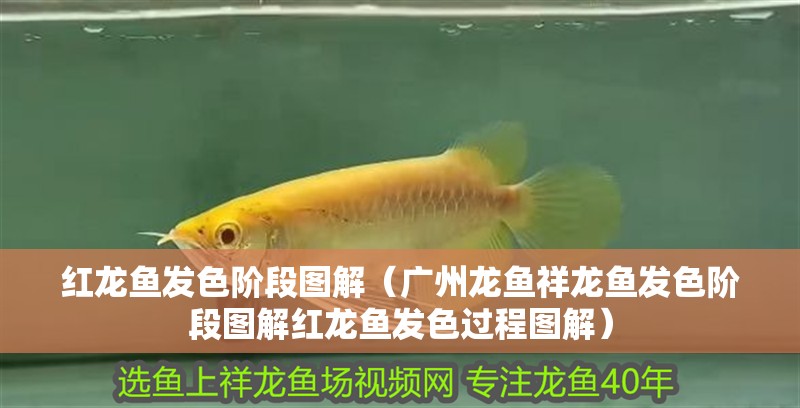 紅龍魚發(fā)色階段圖解（廣州龍魚祥龍魚發(fā)色階段圖解紅龍魚發(fā)色過程圖解）