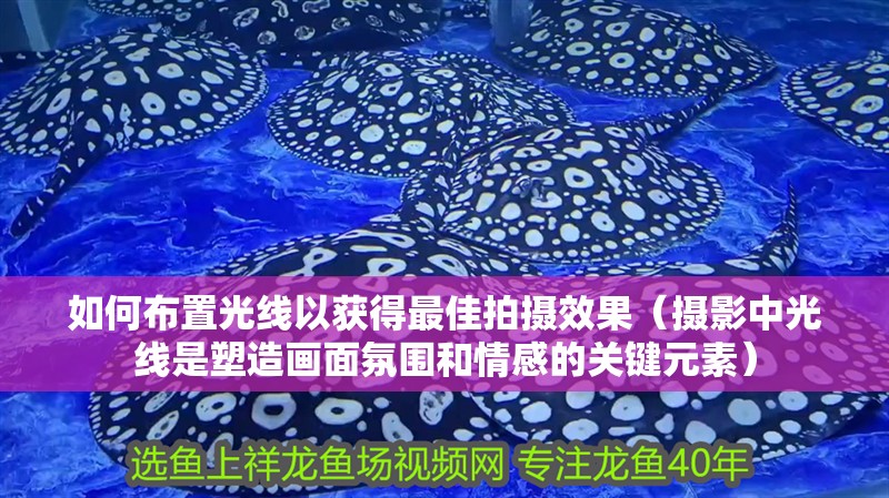 如何布置光線以獲得最佳拍攝效果（攝影中光線是塑造畫面氛圍和情感的關鍵元素）