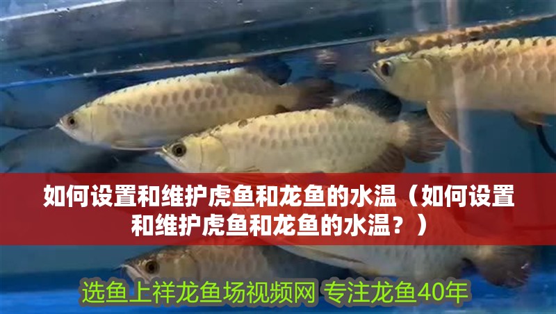 如何設置和維護虎魚和龍魚的水溫（如何設置和維護虎魚和龍魚的水溫？）