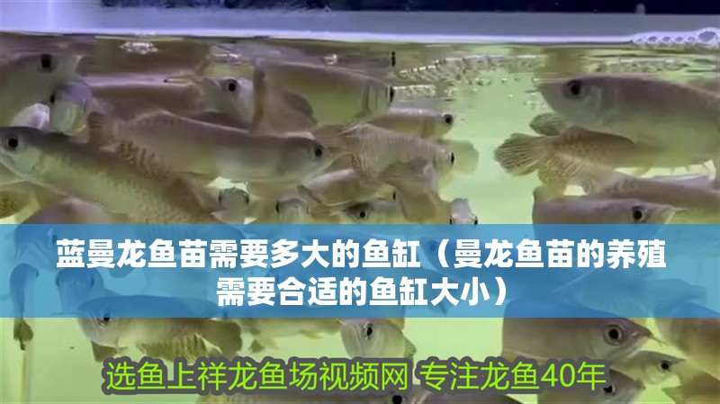 藍曼龍魚苗需要多大的魚缸（曼龍魚苗的養殖需要合適的魚缸大小）