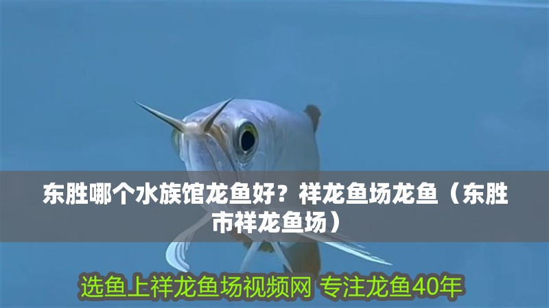 東勝哪個(gè)水族館龍魚好？祥龍魚場(chǎng)龍魚（東勝市祥龍魚場(chǎng)）