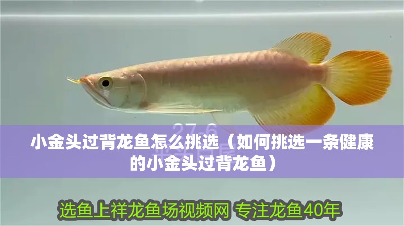 <strong><mark>小金</mark></strong>頭過背龍魚怎么挑選（如何挑選一條健康的<strong><mark>小金</mark></strong>頭過背龍魚）