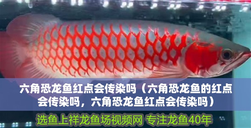 六角恐龍魚紅點會傳染嗎（六角恐龍魚的紅點會傳染嗎，六角恐龍魚紅點會傳染嗎）