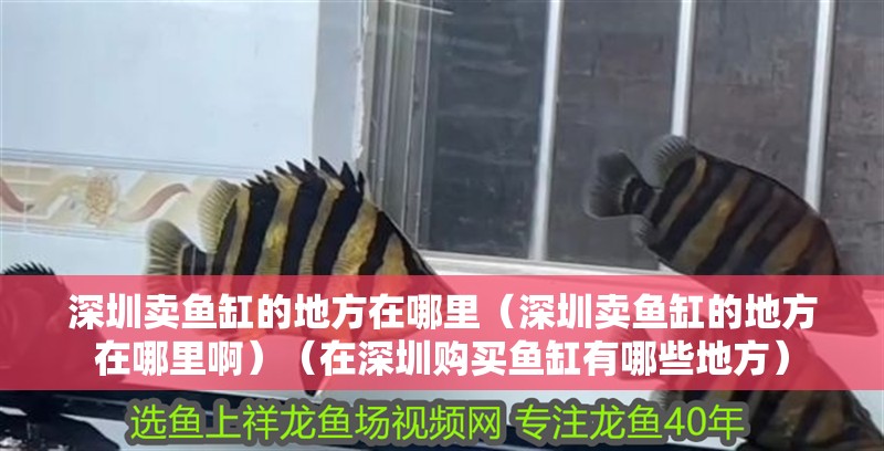 深圳賣魚缸的地方在哪里（深圳賣魚缸的地方在哪里啊）（在深圳購買魚缸有哪些地方）