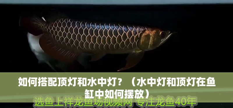 如何搭配頂燈和水中燈？（水中燈和頂燈在魚缸中如何擺放）
