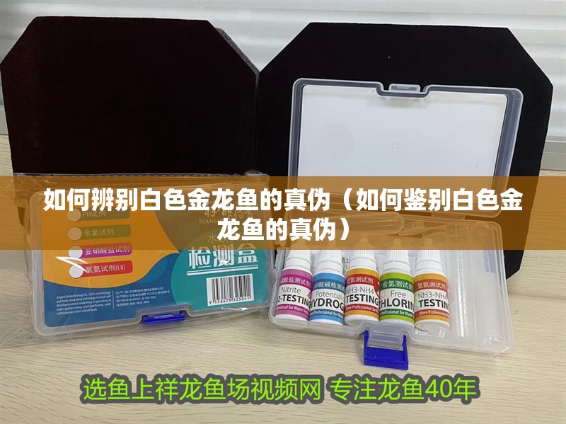 如何辨別白色金龍魚的真偽（如何鑒別白色金龍魚的真偽）