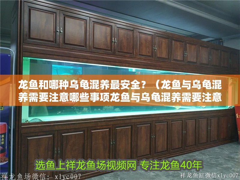 魚(yú)缸用增氧泵價(jià)格是多少:魚(yú)缸增氧機(jī)-xtrac增氧機(jī)-xtrac增氧機(jī) 龍魚(yú)和哪種烏龜混養(yǎng)最安全?(龍魚(yú)與烏龜混養(yǎng)需要注意哪些事項(xiàng)龍魚(yú)與烏龜混養(yǎng)需要注意哪些事項(xiàng)) 龍魚(yú)百科 龍魚(yú)和哪種烏龜混養(yǎng)最安全?(龍魚(yú)與烏龜混養(yǎng)需要注意哪些事項(xiàng)龍魚(yú)與烏龜混養(yǎng)需要注意哪些事項(xiàng)) 龍魚(yú)和哪種烏龜混養(yǎng)最安全?(龍魚(yú)與烏龜混養(yǎng)需要注意哪些事項(xiàng)龍魚(yú)與烏龜混養(yǎng)需要注意哪些事項(xiàng)) 龍魚(yú)百科