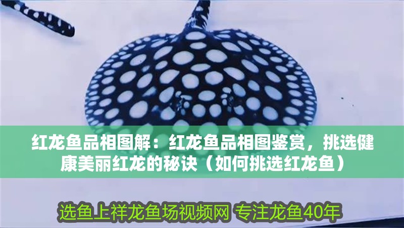 紅龍魚品相圖解：紅龍魚品相圖鑒賞，挑選健康美麗紅龍的秘訣（如何挑選紅龍魚）