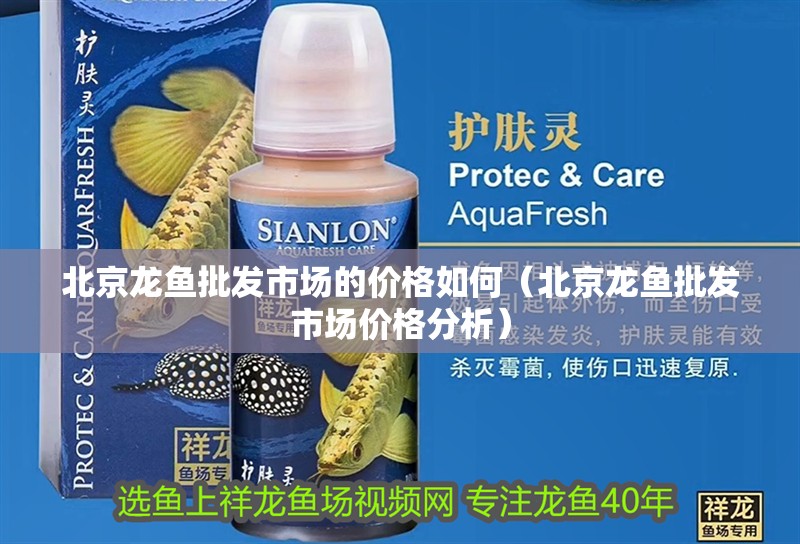 北京龍魚批發市場的價格如何（北京龍魚批發市場價格分析）