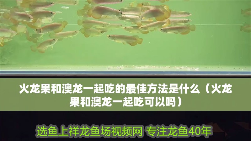 火龍果和澳龍一起吃的最佳方法是什么（火龍果和澳龍一起吃可以嗎）