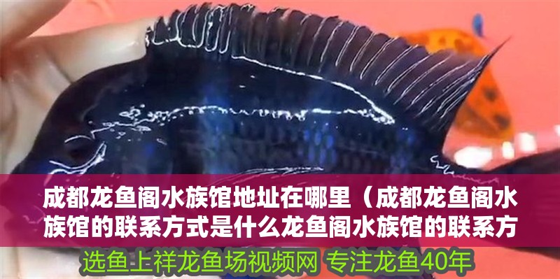成都龍魚閣水族館地址在哪里（成都龍魚閣水族館的聯系方式是什么龍魚閣水族館的聯系方式是什么）