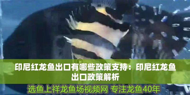印尼紅龍魚出口有哪些政策支持：印尼紅龍魚出口政策解析