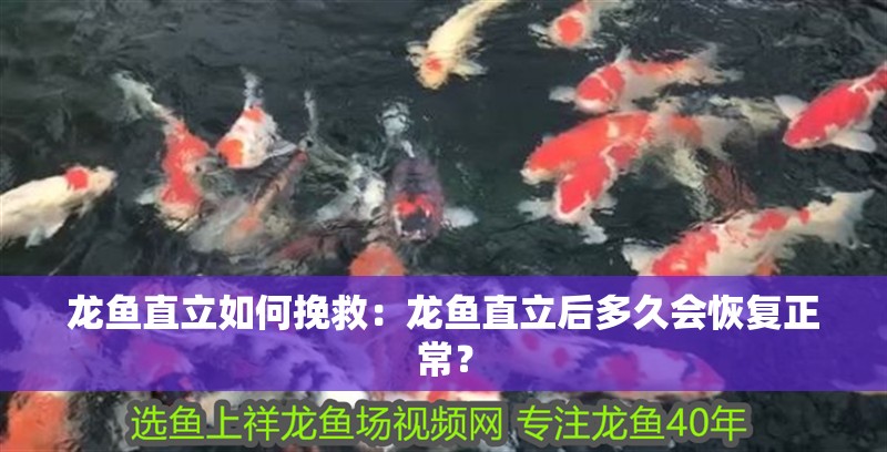 龍魚直立如何挽救：龍魚直立后多久會恢復正常？