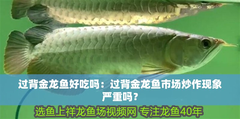 過背金龍魚好吃嗎：過背金龍魚市場炒作現象嚴重嗎？