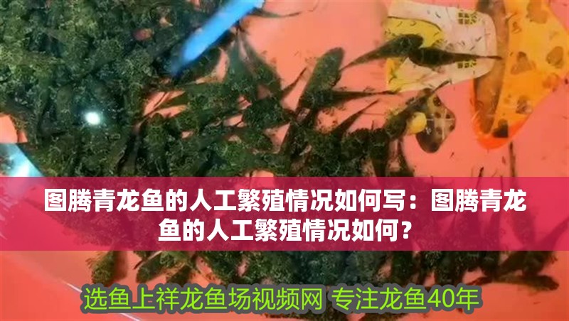 圖騰青龍魚的人工繁殖情況如何寫：圖騰青龍魚的人工繁殖情況如何？