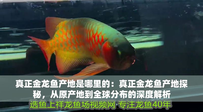 真正金龍魚產地是哪里的：真正金龍魚產地探秘，從原產地到全球分布的深度解析