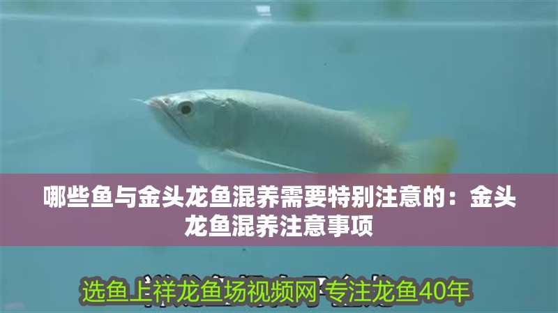 紅龍魚用黃燈烤有用嗎 哪些魚與金頭龍魚混養(yǎng)需要特別注意的:金頭龍魚混養(yǎng)注意事項(xiàng) 水族問(wèn)答 哪些魚與金頭龍魚混養(yǎng)需要特別注意的:金頭龍魚混養(yǎng)注意事項(xiàng) 哪些魚與金頭龍魚混養(yǎng)需要特別注意的:金頭龍魚混養(yǎng)注意事項(xiàng) 水族問(wèn)答