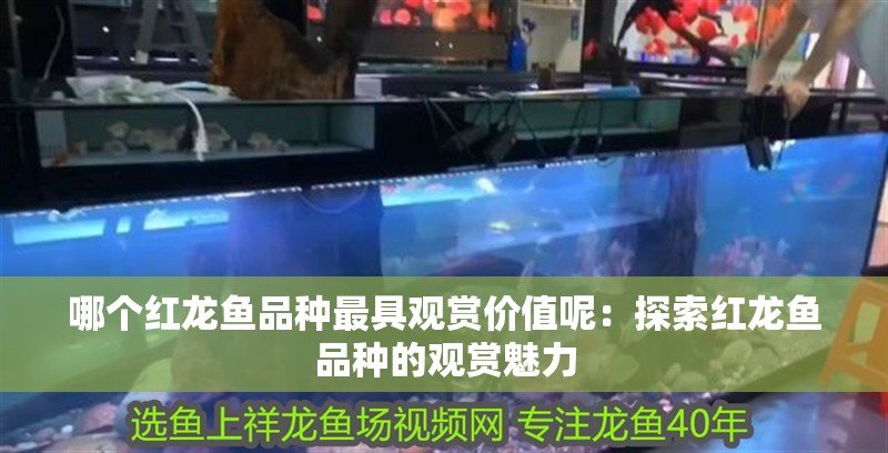 哪個紅龍魚品種最具觀賞價值呢：探索紅龍魚品種的觀賞魅力