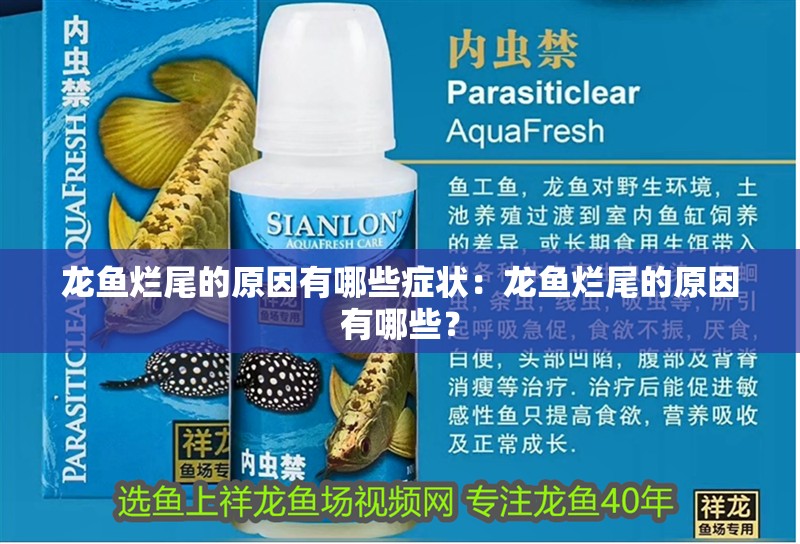 龍魚爛尾的原因有哪些癥狀：龍魚爛尾的原因有哪些？