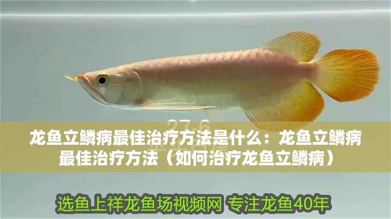 龍魚(yú)立鱗病最佳治療方法是什么：龍魚(yú)立鱗病最佳治療方法（如何治療龍魚(yú)立鱗病）