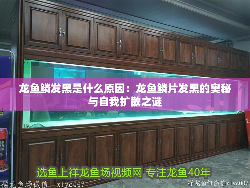 龍魚鱗發黑是什么原因：龍魚鱗片發黑的奧秘與自我擴散之謎 龍魚鱗發黑是什么原因：龍魚鱗片發黑的奧秘與自我擴散之謎 水族問答