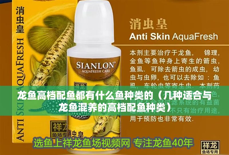 龍魚高檔配魚都有什么魚種類的（幾種適合與龍魚混養的高檔配魚種類）