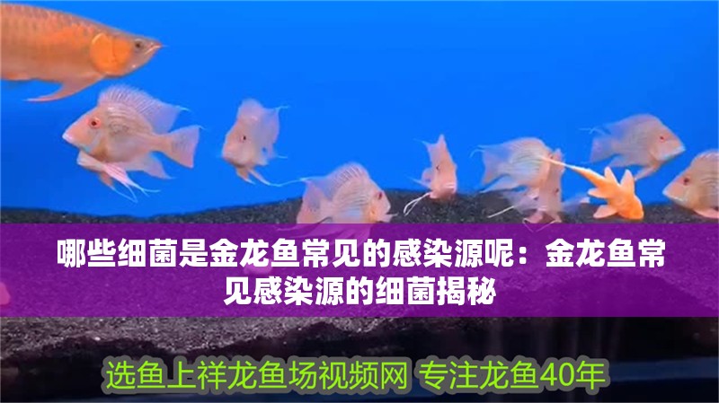 哪些細(xì)菌是金龍魚常見(jiàn)的感染源呢：金龍魚常見(jiàn)感染源的細(xì)菌揭秘