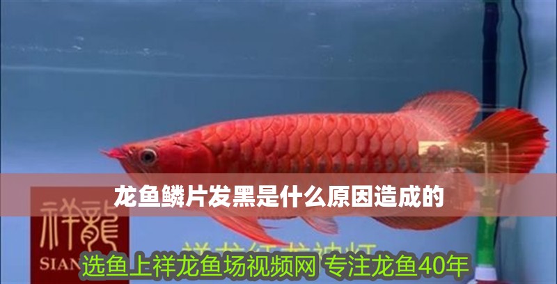 龍魚鱗片發黑是什么原因造成的 龍魚鱗片發黑是什么原因造成的 觀賞魚百科