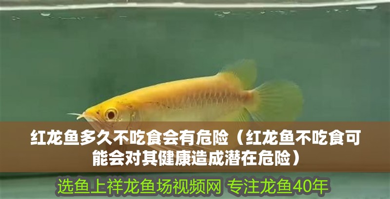 紅龍魚多久不吃食會有危險（紅龍魚不吃食可能會對其健康造成潛在危險）
