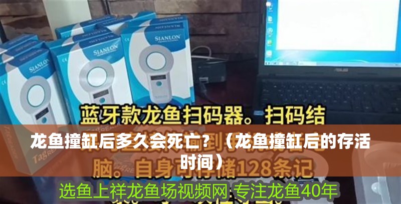 龍魚撞缸后多久會死亡？（龍魚撞缸后的存活時間）