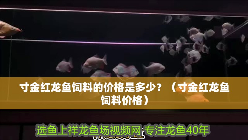 寸金紅龍魚飼料的價格是多少？（寸金紅龍魚飼料價格） 寸金紅龍魚飼料的價格是多少？（寸金紅龍魚飼料價格） 龍魚百科