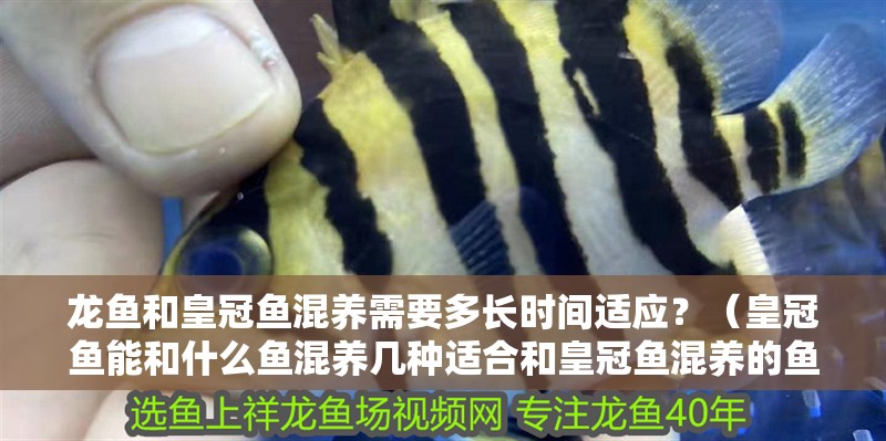 龍魚和皇冠魚混養(yǎng)需要多長時(shí)間適應(yīng)？（皇冠魚能和什么魚混養(yǎng)幾種適合和皇冠魚混養(yǎng)的魚介紹！）