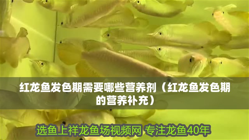 紅龍魚發色期需要哪些營養劑（紅龍魚發色期的營養補充）