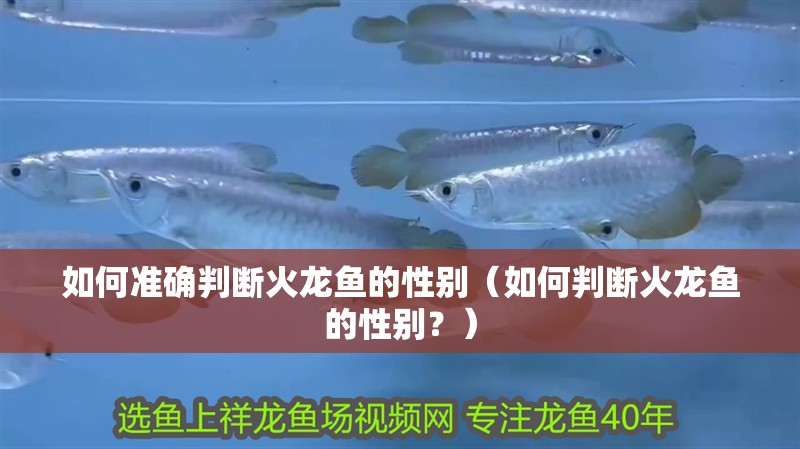 如何準確判斷火龍魚的性別（如何判斷火龍魚的性別？）