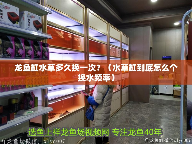 龍魚缸水草多久換一次？（水草缸到底怎么個換水頻率）