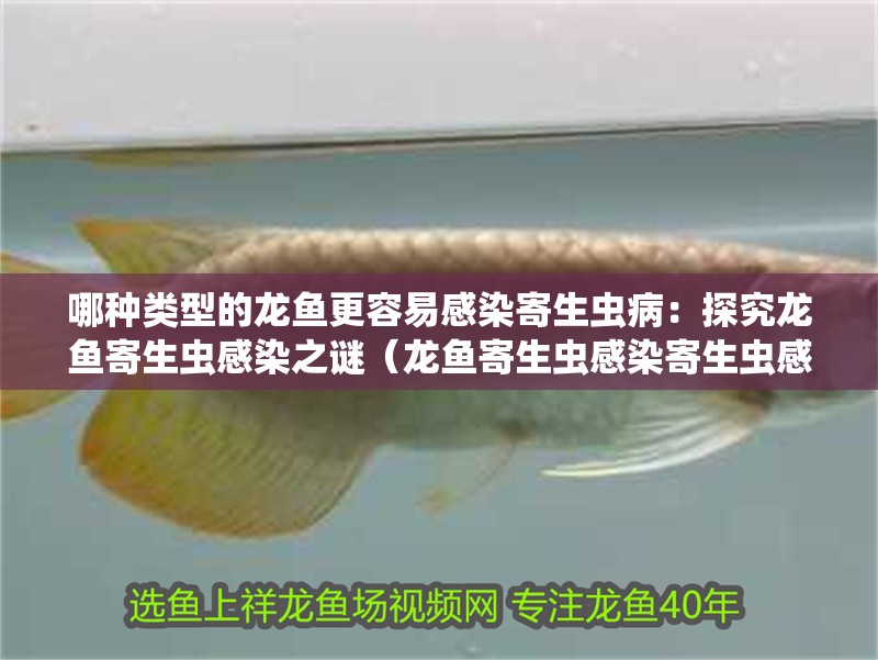 哪種類型的龍魚更容易感染寄生蟲病：探究龍魚寄生蟲感染之謎（龍魚寄生蟲感染寄生蟲感染寄生蟲的原因及預防措施）