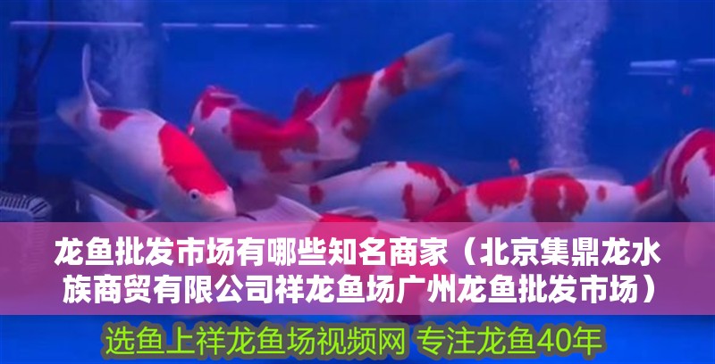 龍魚批發市場有哪些知名商家（<strong><mark>北京</mark></strong>集鼎龍水族商貿有限公司祥龍魚場廣州龍魚批發市場）