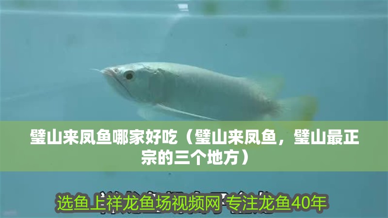 璧山來鳳魚哪家好吃（璧山來鳳魚，璧山最正宗的三個地方）