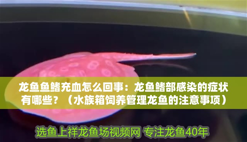 龍魚魚鰭充血怎么回事：龍魚鰭部感染的癥狀有哪些？（水族箱飼養管理龍魚的注意事項）