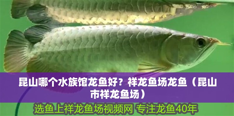 <strong><mark>昆山</mark></strong>哪個水族館龍魚好？祥龍魚場龍魚（<strong><mark>昆山</mark></strong>市祥龍魚場）