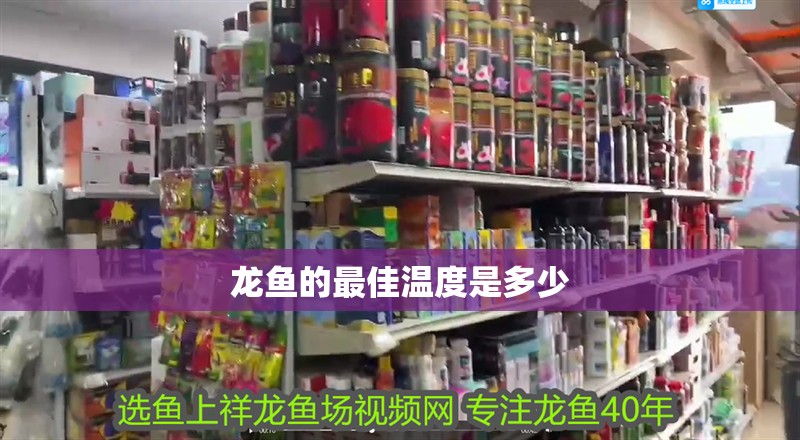 龍魚的最佳溫度是多少