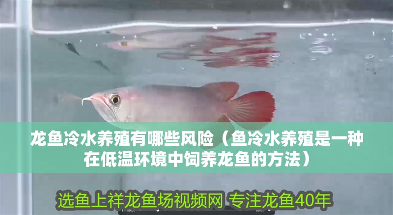 龍魚冷水養殖有哪些風險（魚冷水養殖是一種在低溫環境中飼養龍魚的方法）