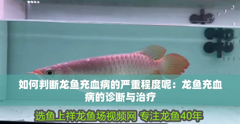 如何判斷龍魚充血病的嚴重程度呢：龍魚充血病的診斷與治療