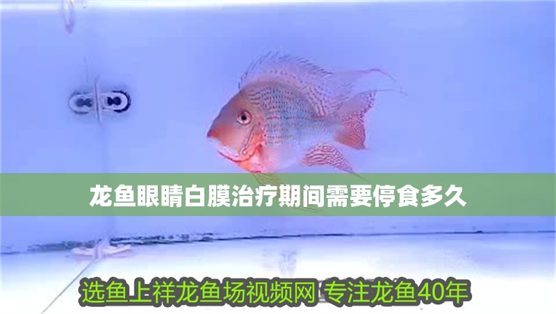 龍魚眼睛白膜治療期間需要停食多久