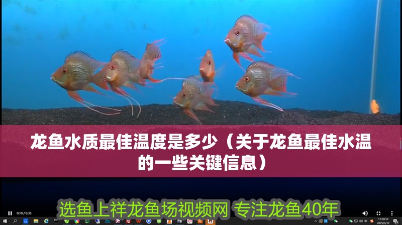 龍魚水質最佳溫度是多少（關于龍魚最佳水溫的一些關鍵信息）
